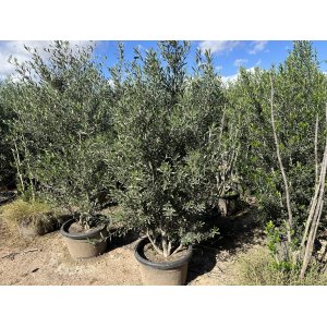 Olivovník európsky (Olea europaea) ´CIPRESSINO´ - výška 180-200 cm, kont. C50L – STĹPOVITÝ VIACKMENNÝ  (-12°C)